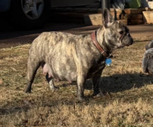 Medium Photo #1 French Bulldog Puppy For Sale in CULPEPER, VA, USA