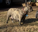 Small Photo #1 French Bulldog Puppy For Sale in CULPEPER, VA, USA