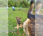 Small Photo #3 German Shepherd Dog Puppy For Sale in PORTER, TX, USA