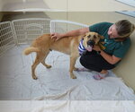 Small German Shepherd Dog Mix