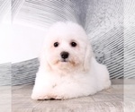 Small Photo #3 Bichon Frise Puppy For Sale in WESTPOINT, IN, USA