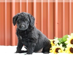 Labradoodle-Poodle (Miniature) Mix Puppy for sale in FREDERICKSBG, OH, USA