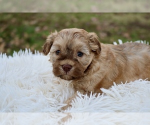 Poovanese Puppy for sale in KNOB NOSTER, MO, USA