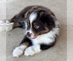 Small #5 Miniature Australian Shepherd