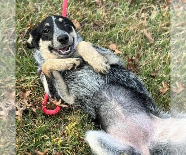 Medium Photo #4 Mutt Puppy For Sale in Yardley, PA, USA