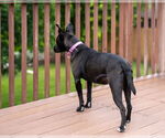 Small #10 American Pit Bull Terrier-Labrador Retriever Mix