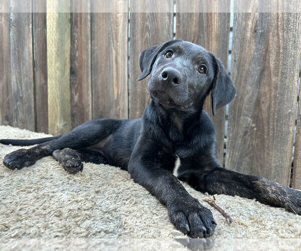 Medium Photo #3 Labrador Retriever-Unknown Mix Puppy For Sale in Clovis, CA, USA