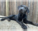 Small #2 Labrador Retriever Mix