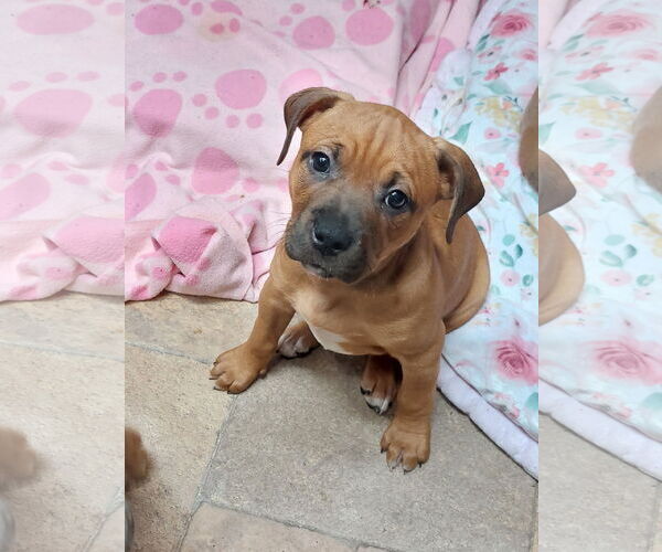 Medium Photo #1 Boxer-Unknown Mix Puppy For Sale in Sanford, FL, USA