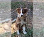 Small Photo #6 Australian Shepherd Puppy For Sale in PIONEER, CA, USA