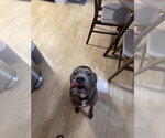Small Photo #3 American Pit Bull Terrier-Unknown Mix Puppy For Sale in Miami, FL, USA