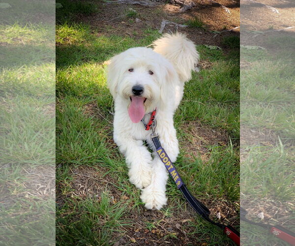 Medium Photo #1 Mutt Puppy For Sale in San Diego, CA, USA