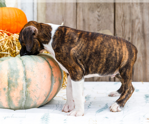 Medium Photo #48 Boxer Puppy For Sale in WAKARUSA, IN, USA