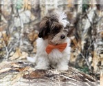 Small #7 ShihPoo