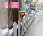Small #5 Golden Retriever