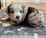 Small #8 Australian Shepherd