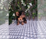 Small #2 Yorkshire Terrier