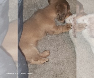 Dachshund Puppy for sale in NORFOLK, VA, USA