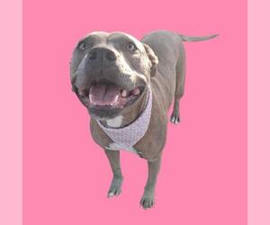 Mutt Dogs for adoption in Bakersfield, CA, USA