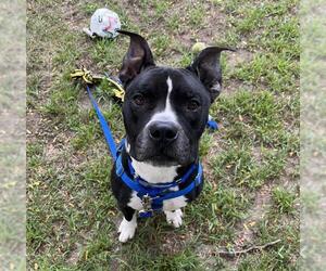 Mutt Dogs for adoption in Boston, MA, USA