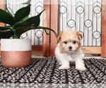 Small Photo #4 Havanese Puppy For Sale in NAPLES, FL, USA