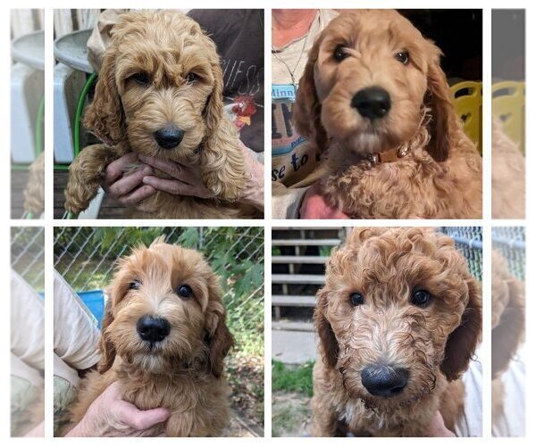Medium Photo #1 Goldendoodle Puppy For Sale in SEBEKA, MN, USA