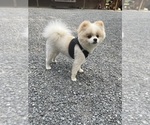 Small #2 Pomeranian