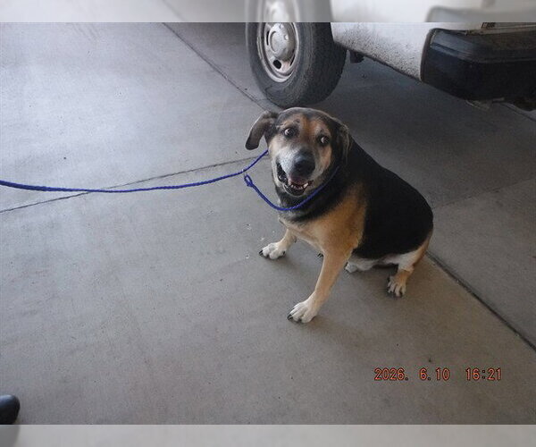 Medium Photo #1 Black and Tan Coonhound-Bullmastiff Mix Puppy For Sale in Oroville, CA, USA
