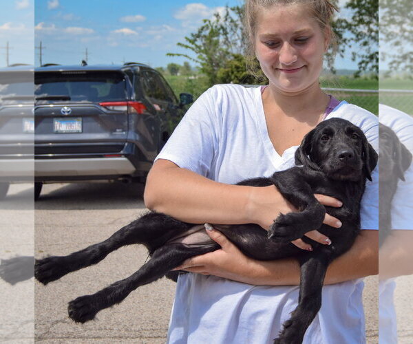 Medium Photo #5 Irish Wolfhound-Unknown Mix Puppy For Sale in Huntley, IL, USA