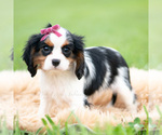 Small #2 Cavalier King Charles Spaniel