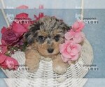 Small Photo #10 Aussiedoodle Puppy For Sale in SANGER, TX, USA