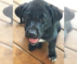 Small Photo #2 Borador Puppy For Sale in SPRINGDALE, AR, USA