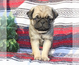 Pug Puppy for sale in CHARLOTTE HALL, MD, USA