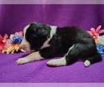 Small #4 Border Collie