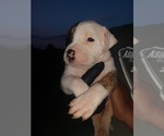 Small Photo #13 American Bulldog Puppy For Sale in MILLS RIVER, NC, USA