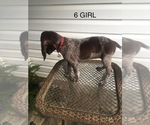 Small Photo #18 German Shorthaired Pointer Puppy For Sale in ENTERPRISE, AL, USA