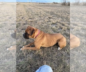 Mother of the Boxer puppies born on 08/19/2026