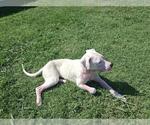 Small #2 American Staffordshire Terrier Mix