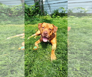 Rupert - Male American Bulldog-American Staffordshire Terrier Mix Dog for Adoption - Photo #3