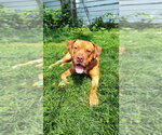Small Photo #3 American Bulldog-American Staffordshire Terrier Mix Puppy For Sale in Minneapolis, MN, USA