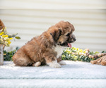 Small Photo #26 Aussiedoodle Miniature  Puppy For Sale in MILLERSBURG, OH, USA