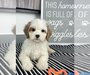 Cavapoo Puppy for sale in GREENWOOD, IN, USA