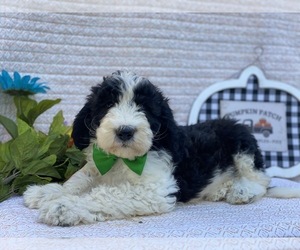 Sheepadoodle Puppy for sale in LANCASTER, PA, USA