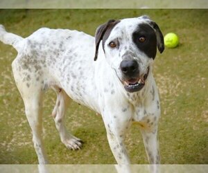 Pointer-Unknown Mix Dogs for adoption in Tallahassee, FL, USA