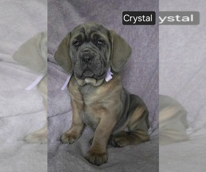 Cane Corso Puppy for sale in MINERAL WELLS, WV, USA