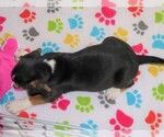 Small Photo #6 Beagle Puppy For Sale in ORO VALLEY, AZ, USA