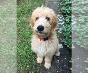 Goldendoodle Puppy for sale in SIMBURY, CT, USA