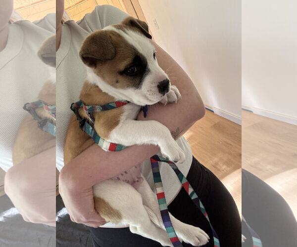 Medium Photo #5 Great Pyrenees-Unknown Mix Puppy For Sale in Bellevue, WA, USA