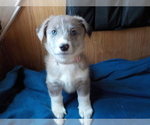 Small Photo #1 Australian Shepherd-Pembroke Welsh Corgi Mix Puppy For Sale in GALLEGOS, NM, USA