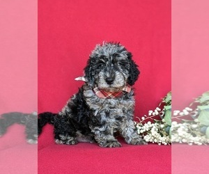 Miniature Labradoodle Puppy for sale in QUARRYVILLE, PA, USA